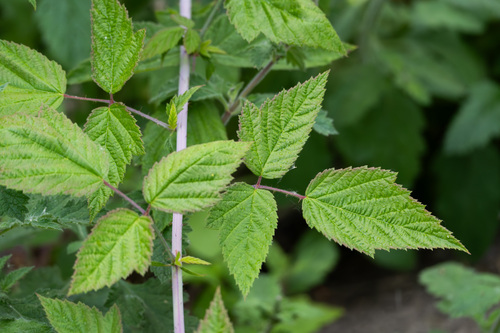 iNaturalist observation photo of trailing blackberry