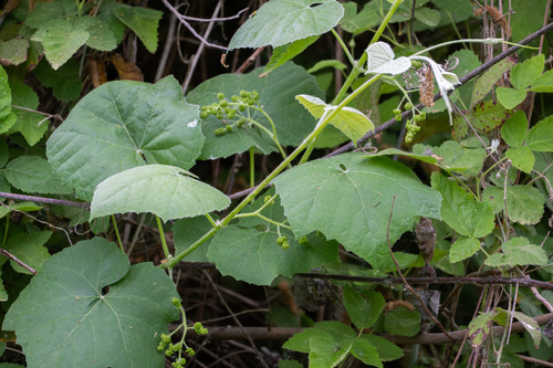 iNaturalist observation photo of desert wild grape
