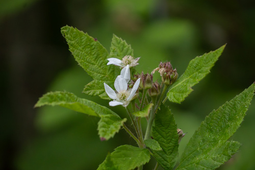 iNaturalist observation photo of trailing blackberry