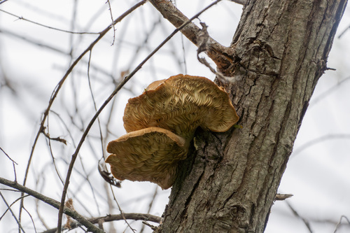iNaturalist observation photo of Common Gilled Mushrooms and Allies