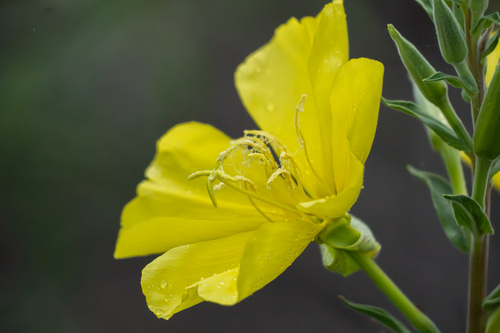 iNaturalist observation photo of tall evening primrose