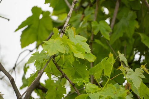iNaturalist observation photo of wine grape