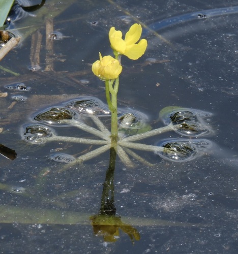 Image of Utricularia radiata by no rights reserved