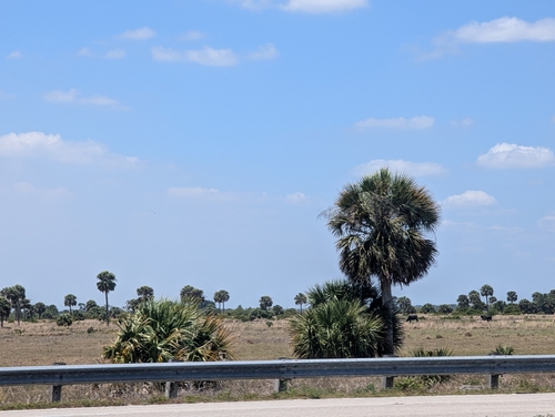 Sabal palmetto