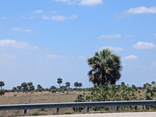 Sabal palmetto
