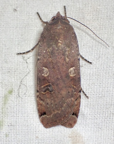 iNaturalist observation photo of Large Yellow Underwing
