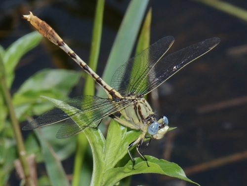 Stillwater Clubtail photo 4