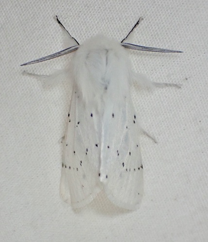 iNaturalist observation photo of Vestal Tiger Moth