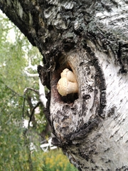 Neolentinus ponderosus