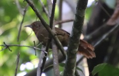 Furnariinae