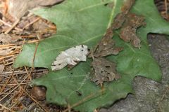 Macaria notata