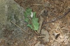 Macaria notata
