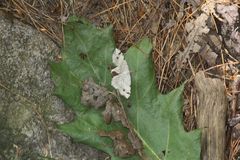 Macaria notata