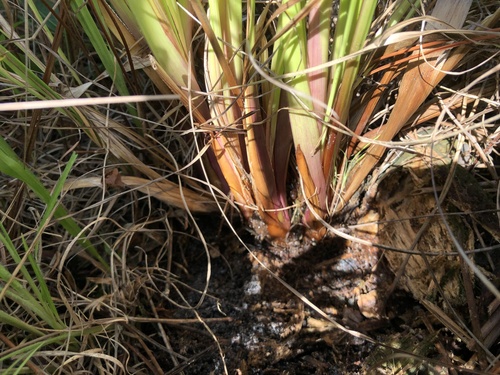 Xyris platylepis