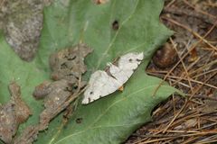 Macaria notata