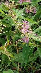 Decodon