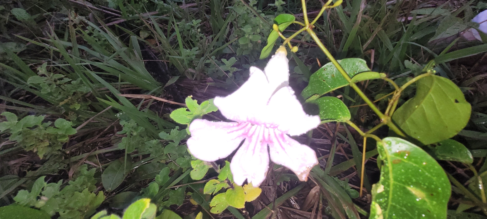 Imagem de Trombeta-chinesa