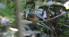 Poecilotriccus plumbeiceps