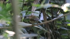 Poecilotriccus plumbeiceps