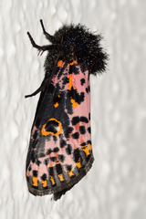 Xanthopastis moctezuma