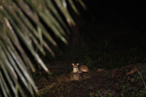 Sunda Leopard Cat