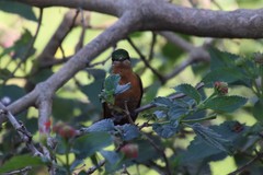 Heliodoxa rubricauda
