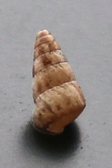 Cochlicella