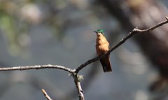 Heliodoxa rubricauda