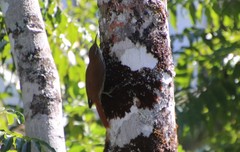 Lepidocolaptes squamatus