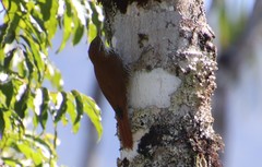 Lepidocolaptes squamatus