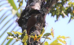 Lepidocolaptes squamatus