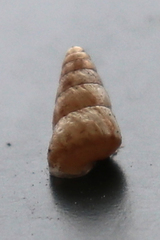 Cochlicella