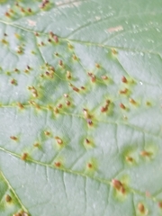Puccinia malvacearum