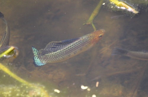 Molly Sailfin