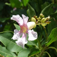 Catalpa longissima, photograph (c) Stan Shebs, some rights reserved (CC BY-SA)