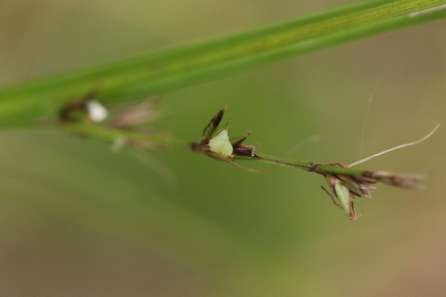 Scleria parvula iNat (3)