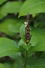 author not stated, no rights reserved Justicia ventricosa, photograph author not stated, no rights reserved