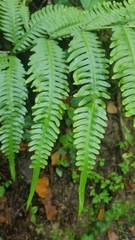 Macrothelypteris torresiana