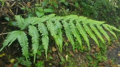 Macrothelypteris torresiana
