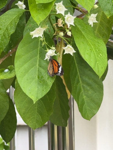 Common Tiger Butterfly