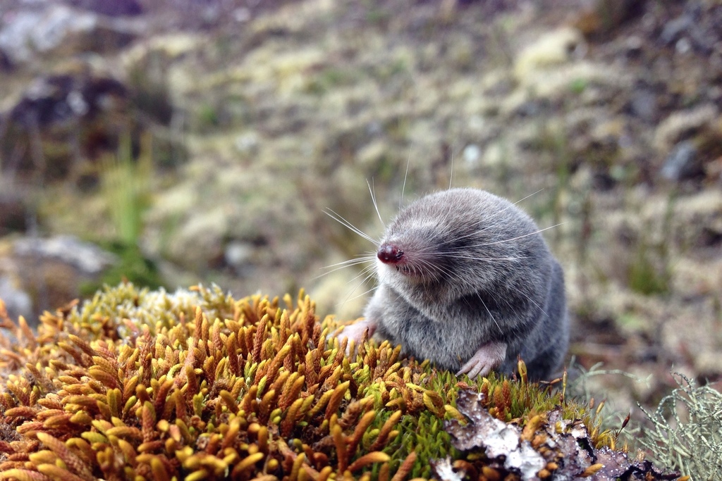 Ecuadorean small-eared shrew