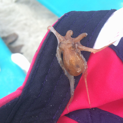 Paroctopus mercatoris