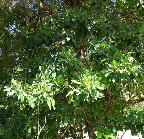 Catalpa longissima, photograph 5
