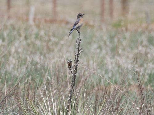 Western Bluebird photographed in Colorado