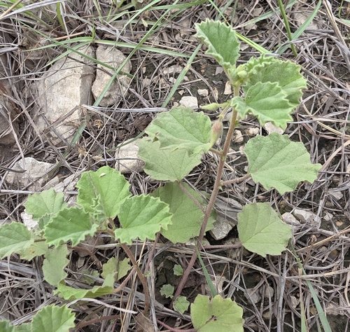 Image of Hermannia texana by (c) Cleveland Powell, some rights reserved (CC BY)