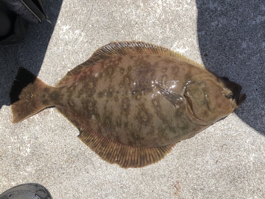 Petrale Sole