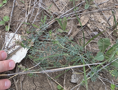 Image of Dalea pogonathera by (c) Cleveland Powell, some rights reserved (CC BY)