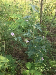 Althaea officinalis