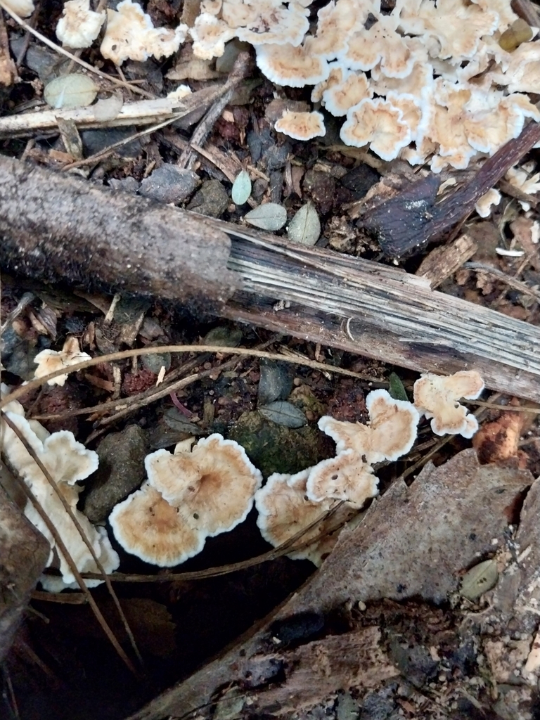 Podoserpula insignis · April 2025 · photo: © kiwialli (iNaturalist, cc-by)