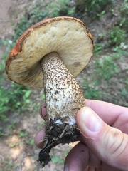Leccinum insigne